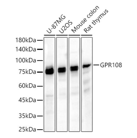 Western Blot - Anti-GPR108 Antibody (A91226) - Antibodies.com