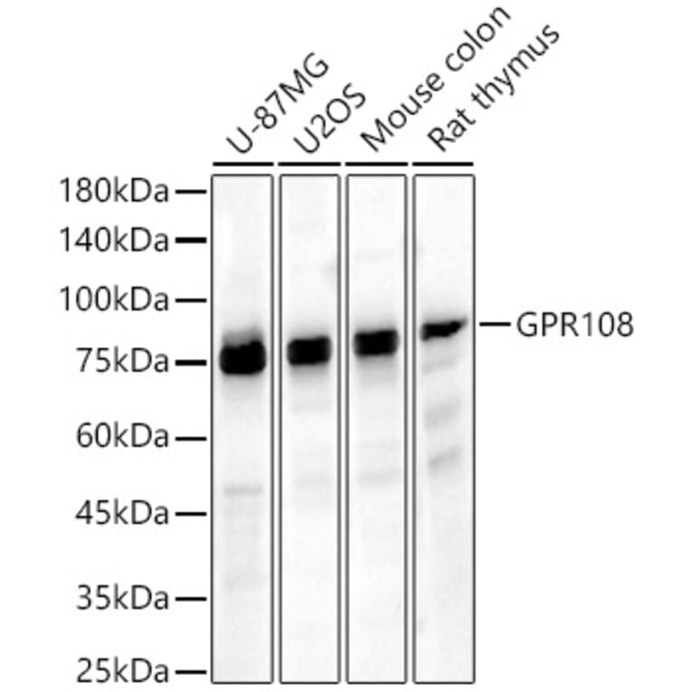 Western Blot - Anti-GPR108 Antibody (A91226) - Antibodies.com