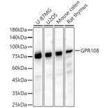 Western Blot - Anti-GPR108 Antibody (A91226) - Antibodies.com