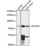 Western Blot - Anti-ENTPD4 Antibody (A91227) - Antibodies.com