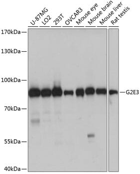 Western blot analysis of extracts of various cell lines, using Anti-G2E3 Antibody (A14410) at 1:1,000 dilution.
Secondary antibody: Goat Anti-Rabbit IgG (H+L) (HRP) (AS014) at 1:10,000 dilution.
Lysates / proteins: 25µg per lane.
Blocking buffer: 3% non-fat dry milk in TBST.
Detection: ECL Basic Kit (RM00020).
Exposure time: 1s.