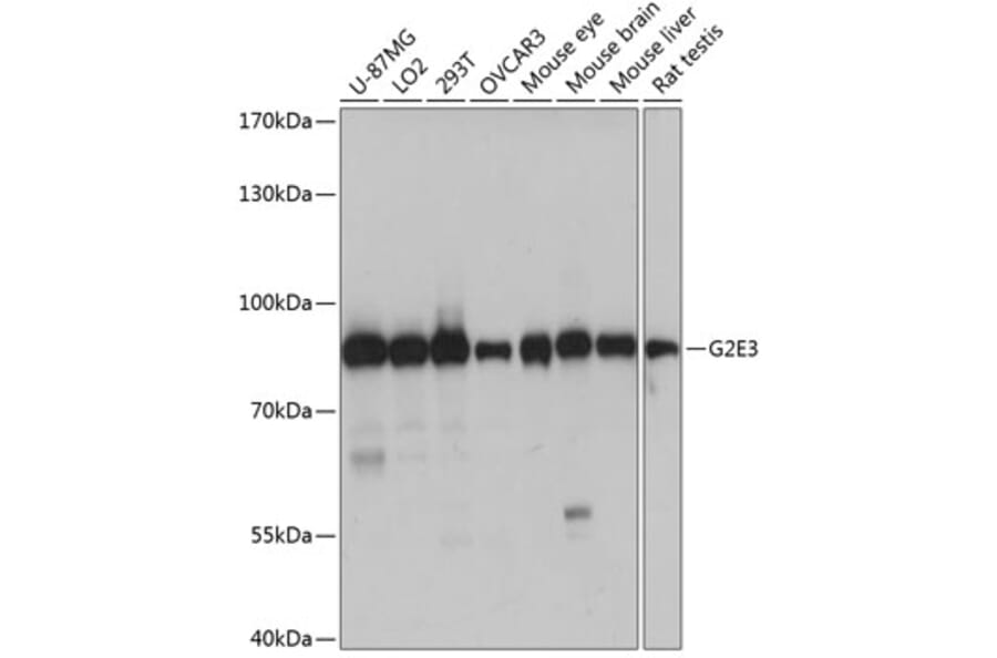 Western Blot - Anti-G2E3 Antibody (A91234) - Antibodies.com