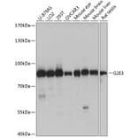 Western Blot - Anti-G2E3 Antibody (A91234) - Antibodies.com