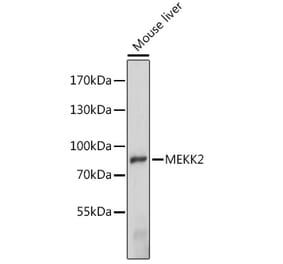 Western Blot - Anti-MEKK2 Antibody (A91235) - Antibodies.com