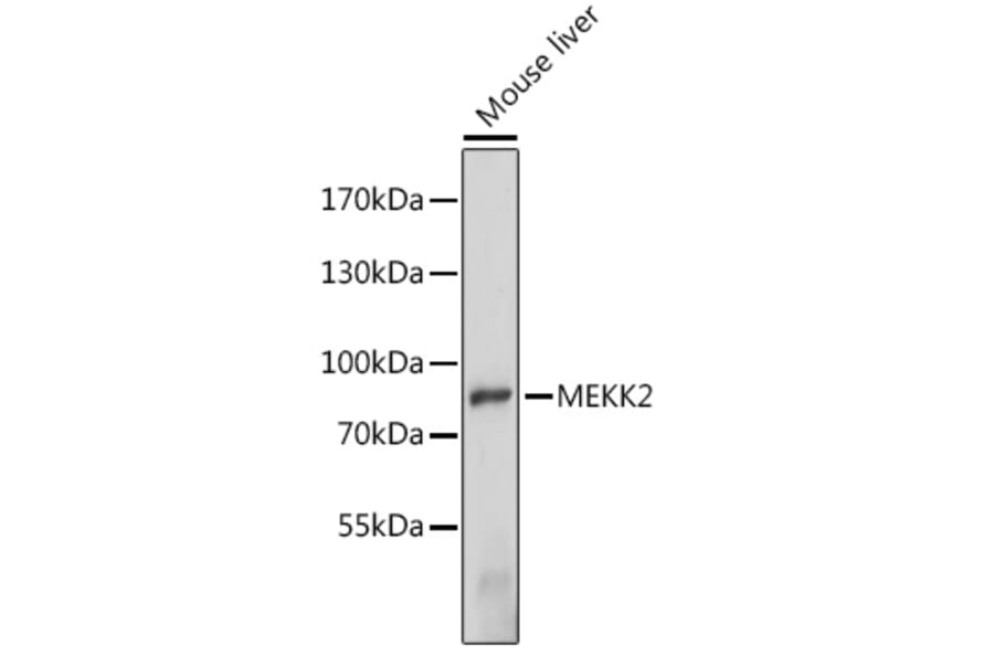 Western Blot - Anti-MEKK2 Antibody (A91235) - Antibodies.com