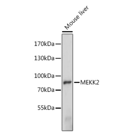 Western Blot - Anti-MEKK2 Antibody (A91235) - Antibodies.com
