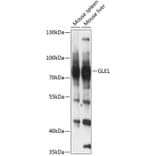 Western Blot - Anti-GLE1 Antibody (A91240) - Antibodies.com