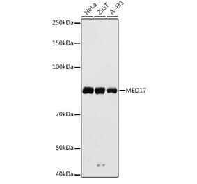 Western Blot - Anti-TRAP80 Antibody (A91242) - Antibodies.com