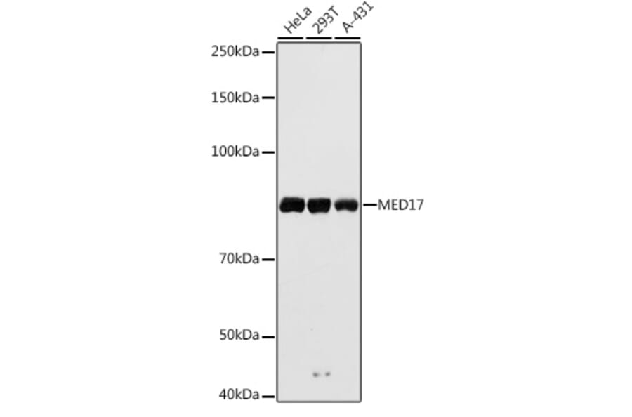 Western Blot - Anti-TRAP80 Antibody (A91242) - Antibodies.com