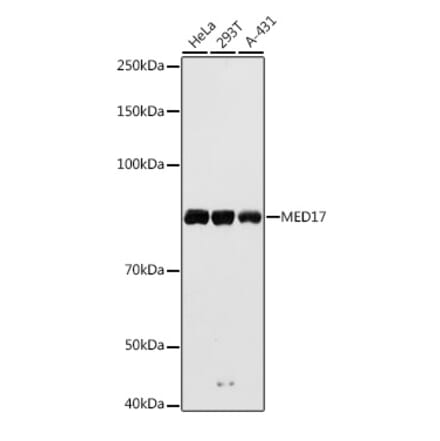 Western Blot - Anti-TRAP80 Antibody (A91242) - Antibodies.com