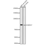 Western Blot - Anti-TRAP80 Antibody (A91242) - Antibodies.com