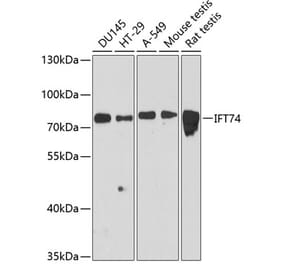 Western Blot - Anti-IFT74 Antibody (A91244) - Antibodies.com