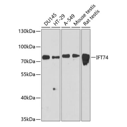 Western Blot - Anti-IFT74 Antibody (A91244) - Antibodies.com