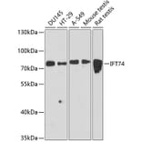 Western Blot - Anti-IFT74 Antibody (A91244) - Antibodies.com