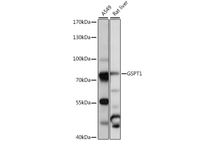 Western Blot - Anti-eRF3/GSPT1 Antibody (A91245) - Antibodies.com
