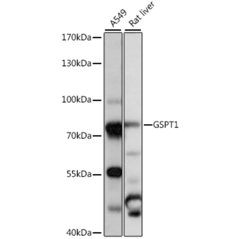 Western Blot - Anti-eRF3/GSPT1 Antibody (A91245) - Antibodies.com