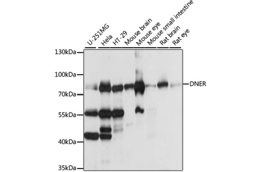 Western Blot - Anti-DNER Antibody (A91246) - Antibodies.com