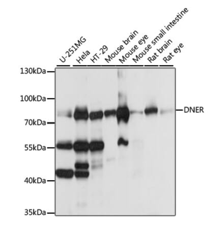 Western Blot - Anti-DNER Antibody (A91246) - Antibodies.com