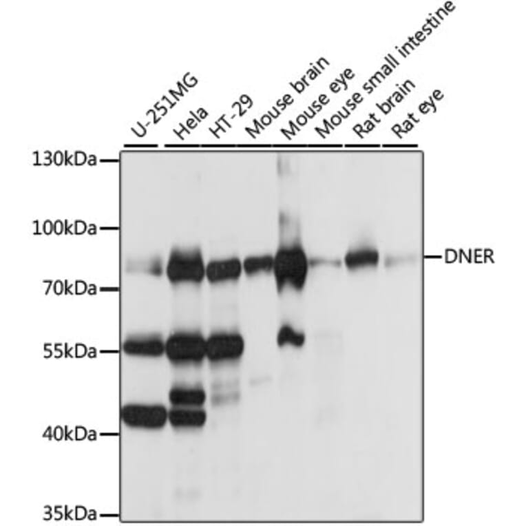 Western Blot - Anti-DNER Antibody (A91246) - Antibodies.com