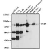 Western Blot - Anti-DNER Antibody (A91246) - Antibodies.com
