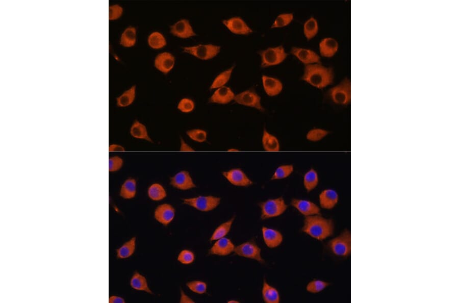 Immunofluorescence - Anti-DNER Antibody (A91246) - Antibodies.com