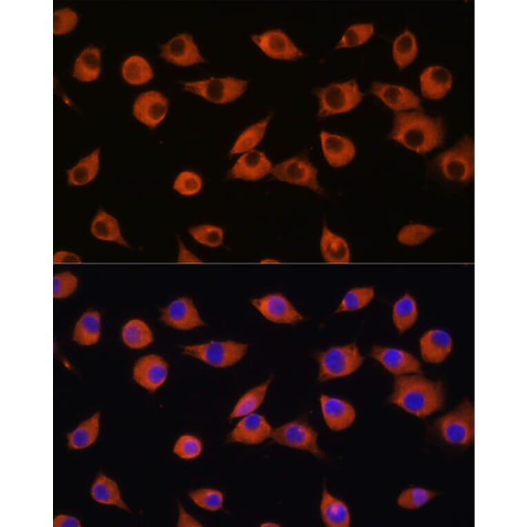 Immunofluorescence - Anti-DNER Antibody (A91246) - Antibodies.com