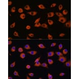Immunofluorescence - Anti-DNER Antibody (A91246) - Antibodies.com