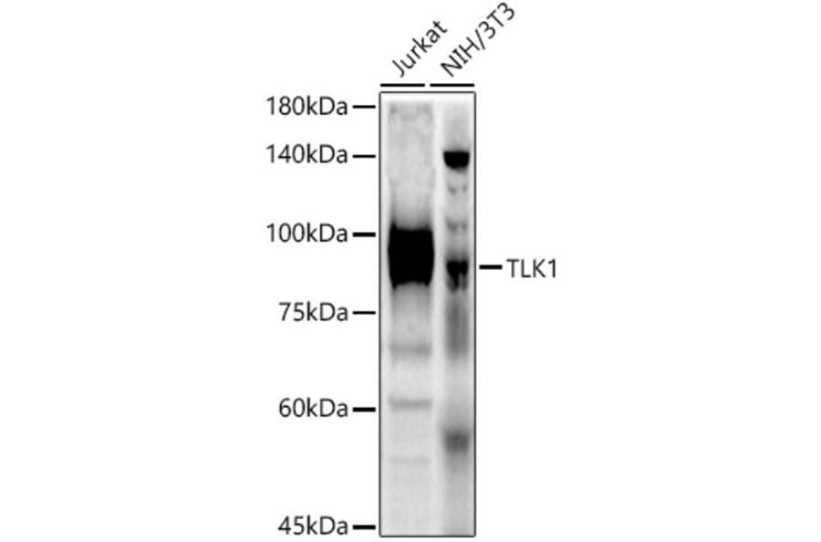 Western Blot - Anti-TLK1 (phospho hospho S743) Antibody (A91247) - Antibodies.com