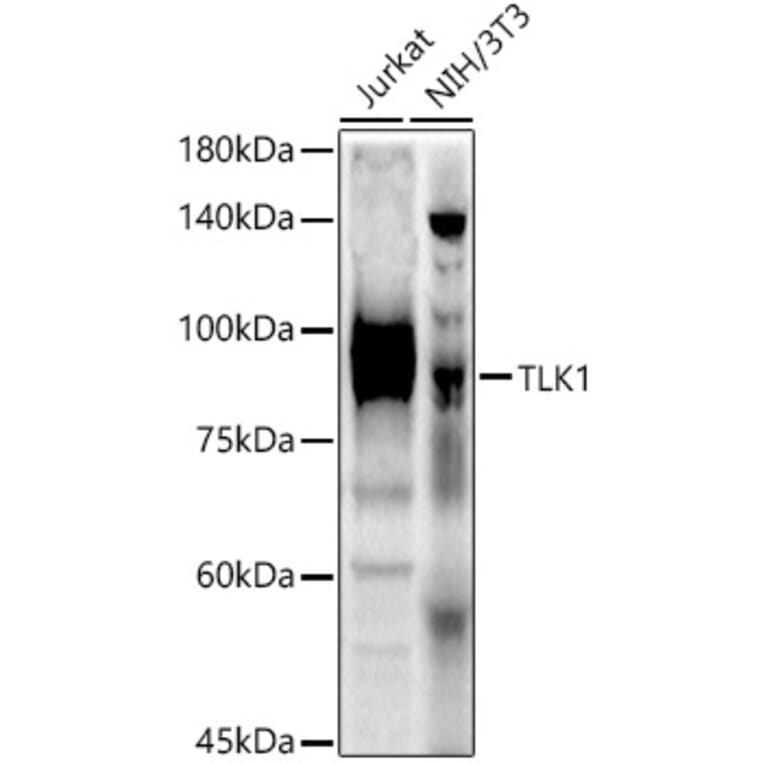 Western Blot - Anti-TLK1 (phospho hospho S743) Antibody (A91247) - Antibodies.com