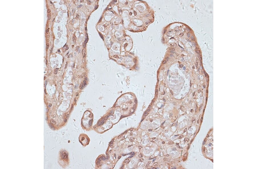 Immunohistochemistry - Anti-TLK1 (phospho hospho S743) Antibody (A91247) - Antibodies.com
