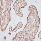 Immunohistochemistry - Anti-TLK1 (phospho hospho S743) Antibody (A91247) - Antibodies.com