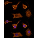 Immunofluorescence - Anti-Scavenging Receptor SRB2 Antibody (A91248) - Antibodies.com