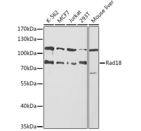 Western Blot - Anti-RAD18 Antibody (A91251) - Antibodies.com