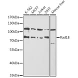 Western Blot - Anti-RAD18 Antibody (A91251) - Antibodies.com
