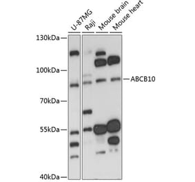 Western Blot - Anti-ABCB10 Antibody (A91252) - Antibodies.com
