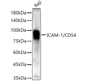 Western Blot - Anti-ICAM1 Antibody (A91253) - Antibodies.com