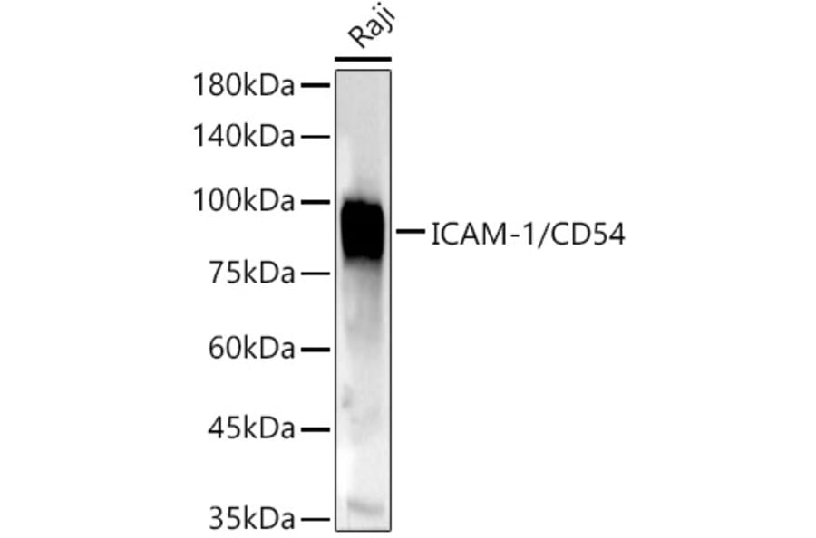 Western Blot - Anti-ICAM1 Antibody (A91253) - Antibodies.com