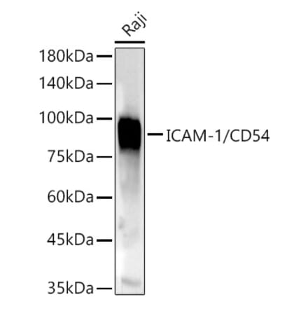 Western Blot - Anti-ICAM1 Antibody (A91253) - Antibodies.com