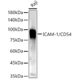 Western Blot - Anti-ICAM1 Antibody (A91253) - Antibodies.com