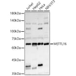 Western Blot - Anti-METTL16 Antibody (A91255) - Antibodies.com