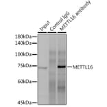 Western Blot - Anti-METTL16 Antibody (A91255) - Antibodies.com
