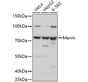 Western Blot - Anti-Menin Antibody (A91256) - Antibodies.com