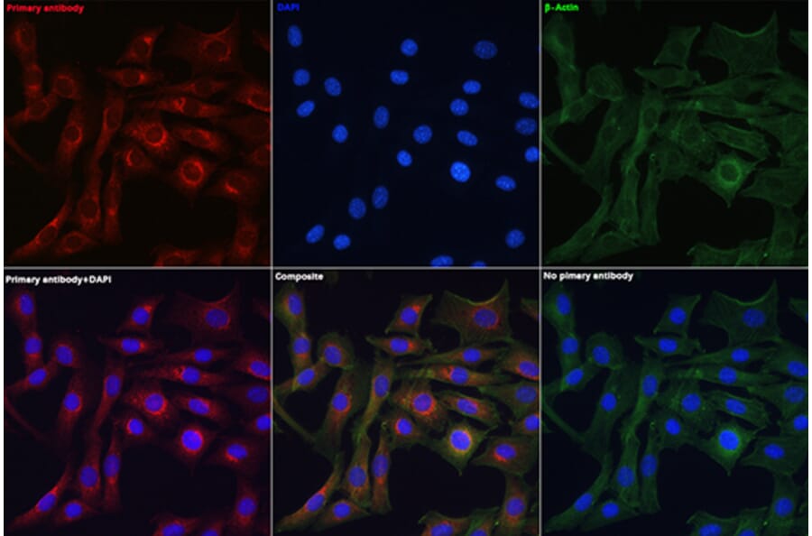 Immunofluorescence - Anti-Granulin Antibody (A91257) - Antibodies.com