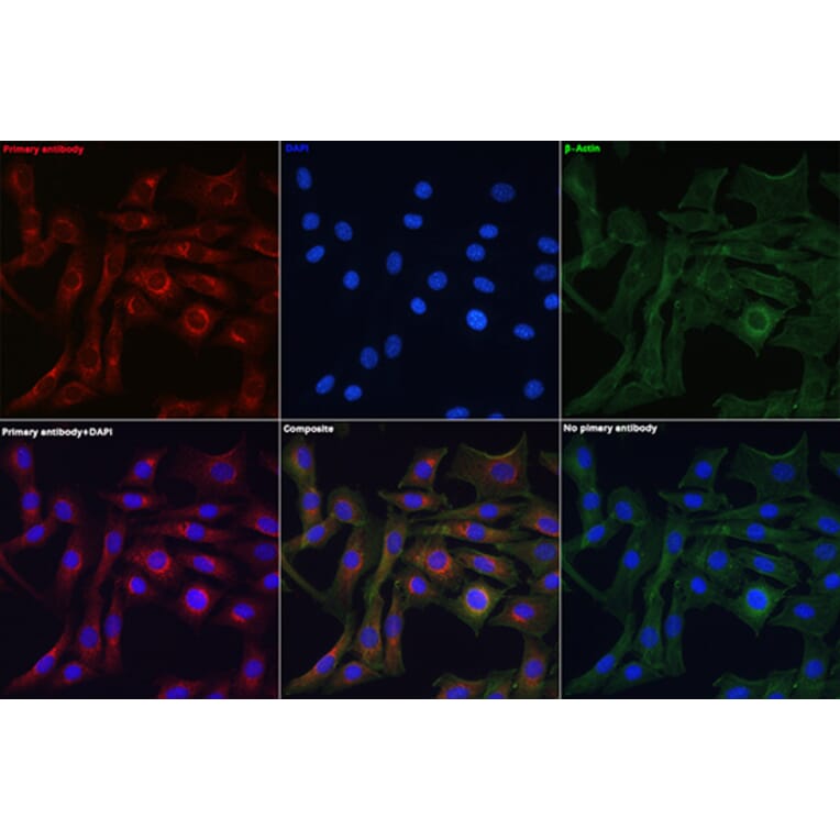 Immunofluorescence - Anti-Granulin Antibody (A91257) - Antibodies.com