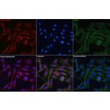 Immunofluorescence - Anti-Granulin Antibody (A91257) - Antibodies.com