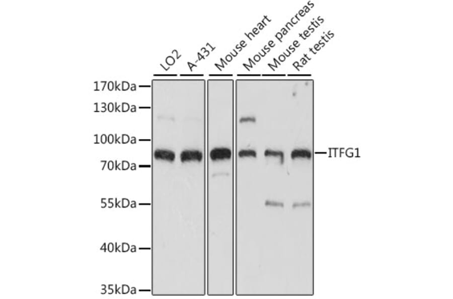Western Blot - Anti-ITFG1 Antibody (A91259) - Antibodies.com