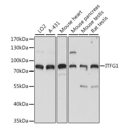 Western Blot - Anti-ITFG1 Antibody (A91259) - Antibodies.com