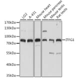 Western Blot - Anti-ITFG1 Antibody (A91259) - Antibodies.com