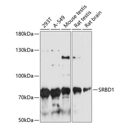 Western Blot - Anti-SRBD1 Antibody (A91260) - Antibodies.com