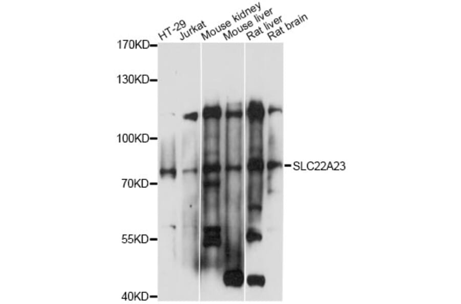Western Blot - Anti-SLC22A23 Antibody (A14419) - Antibodies.com